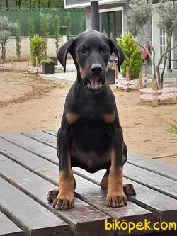 DOBERMAN KING YAVRULARI 3