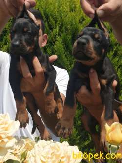 Doberman Mükemmel Anne Babadan Efsane Yavrular 2