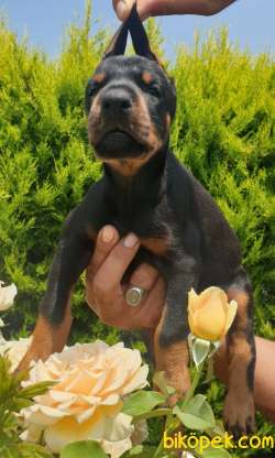 Doberman Mükemmel Anne Babadan Efsane Yavrular 4