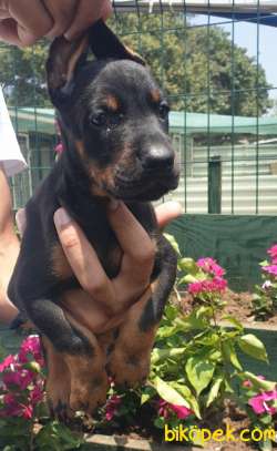 Doberman Mükemmel Anne Babadan Efsane Yavrular 3