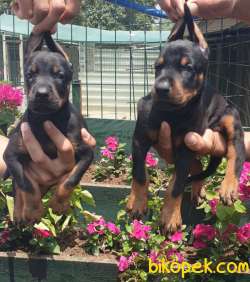 Doberman Mükemmel Anne Babadan Efsane Yavrular 5