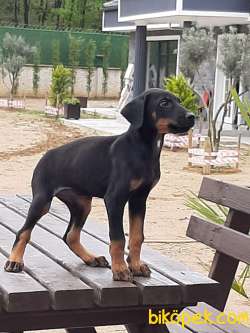 DOBERMAN PINCHERS YAVRULARI 5