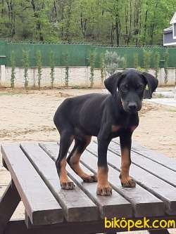 DOBERMAN PINCHERS YAVRULARI 4