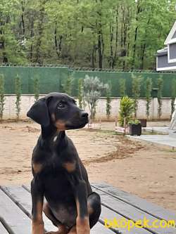 DOBERMAN PINCHERS YAVRULARI 3