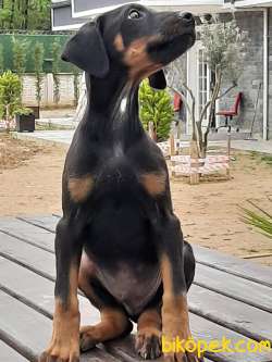 DOBERMAN PINCHERS YAVRULARI 4