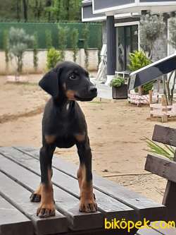 DOBERMAN PINCHERS YAVRULARI 3