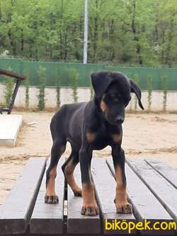 DOBERMAN PINCHERS YAVRULARI 2