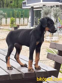 DOBERMAN PINCHERS YAVRULARI 2
