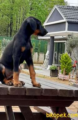 DOBERMAN PINCHERS YAVRULARI 5