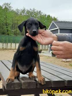 DOBERMAN PINCHERS YAVRULARI 1