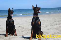 DOBERMAN PINCHERS YAVRULARI 2