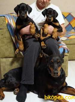 DOBERMAN PINCHERS YAVRULARI 1