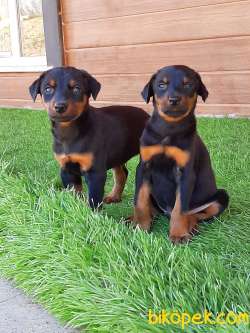 DOBERMAN PINCHERS YAVRULARI 2