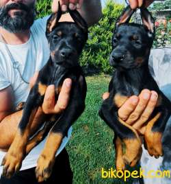 Doberman Secereli Anne Babadan Efsane Yavrular 3
