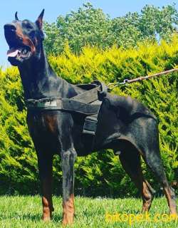 Doberman Secereli Anne Babadan Efsane Yavrular 1