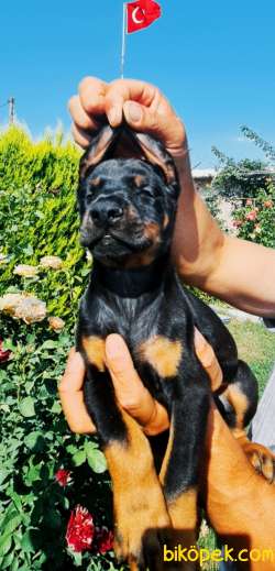 Doberman Secereli Anne Babadan Efsane Yavrular 4