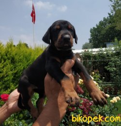 Doberman Süper Kalite Yavrular 1