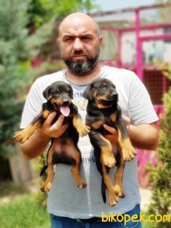 DOBERMAN YAVRU 5