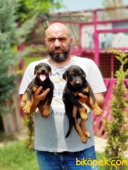 DOBERMAN YAVRU 4