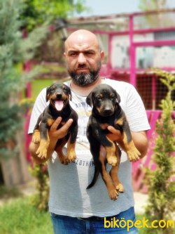 DOBERMAN YAVRU 2