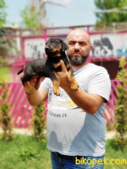 DOBERMAN YAVRU 1
