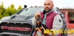 DOBERMAN YAVRULAR 5
