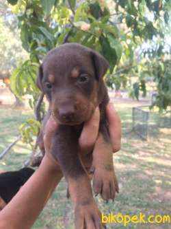 DOBERMAN YAVRULAR 1