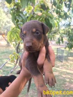 DOBERMAN YAVRULAR 3
