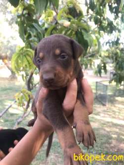 DOBERMAN YAVRULAR 4