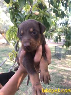 DOBERMAN YAVRULAR 2