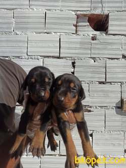 DOBERMAN YAVRULAR 2