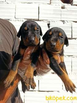 DOBERMAN YAVRULAR 1