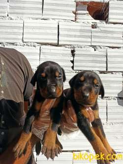 DOBERMAN YAVRULAR 3