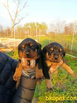 DOBERMAN YAVRULAR 4