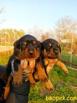 DOBERMAN YAVRULAR 2