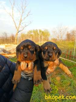 DOBERMAN YAVRULAR 3