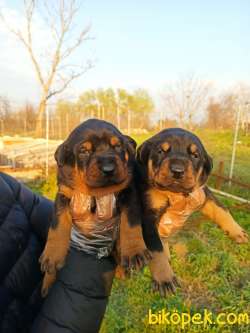 DOBERMAN YAVRULAR 1