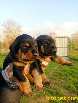 DOBERMAN YAVRULAR 2