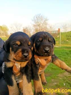 DOBERMAN YAVRULAR 1