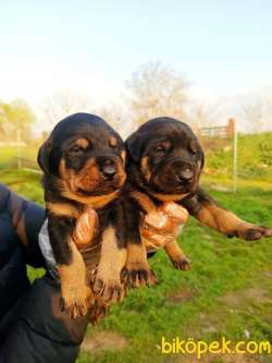 DOBERMAN YAVRULAR 4