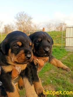 DOBERMAN YAVRULAR 3