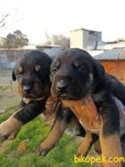 DOBERMAN YAVRULAR 2