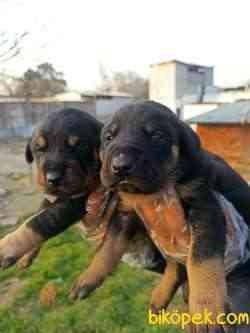DOBERMAN YAVRULAR 3