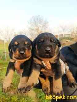 DOBERMAN YAVRULAR 1