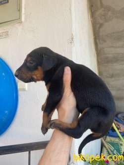 DOBERMAN YAVRULAR 3
