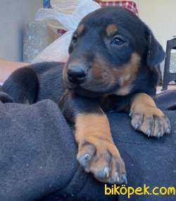 DOBERMAN YAVRULAR 1