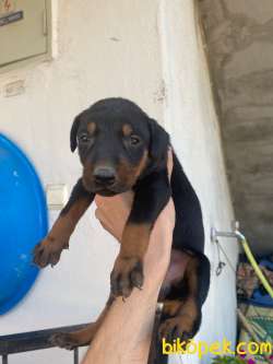 DOBERMAN YAVRULAR 4