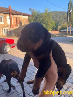 DOBERMAN YAVRULAR 2