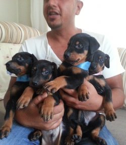 Doberman Yavruları 2