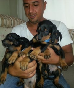 Doberman Yavruları 3